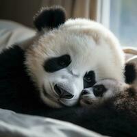 en mor panda och henne Valp mysade upp tillsammans för en tupplur foto
