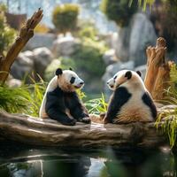 två pandor Sammanträde tillsammans ser innehåll och avslappnad foto