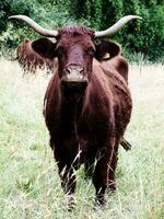 majestätisk brun ko med lång horn betning i savoie, Frankrike foto