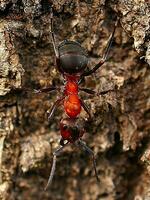 myra samlar mat i makro skott. de små arbetsam insekter är mycket vig foto