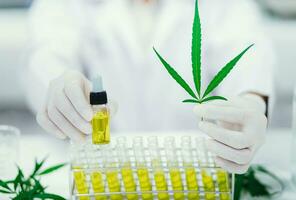 forskare i laboratorium testning cbd olja extraherad från en marijuana växt. sjukvård apotek från medicinsk cannabis. foto