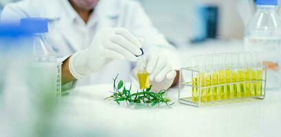 forskare i laboratorium testning cbd olja extraherad från en marijuana växt. sjukvård apotek från medicinsk cannabis. foto