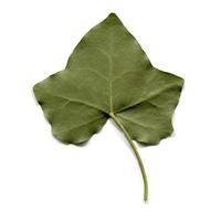 murgröna blad isolerade foto