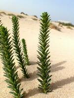 intressant original- grön växt växande på de kanariefågel ö fuerteventura i närbild på de sand i de sanddyner foto