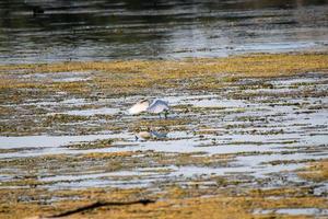 egret fågel i sjön söker byte foto