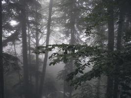 vacker skog av kaukasusbergen i dimma. Ryssland foto