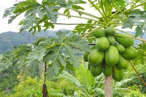 natur färsk grön papaya på träd med frukter i naturlandskap