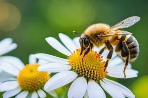 en bi är på en vit blomma med en grön bakgrund. ai-genererad foto