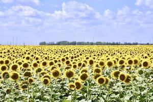 fält av solrosor under blå himmel foto