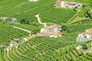 ett antenn se av de vingårdar i de italiensk landsbygden foto