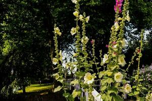 en rad av vit och rosa blommor i en trädgård foto