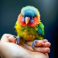 miniatyr- förundras färgrik papegoja grep i hand makro generativ ai skott foto