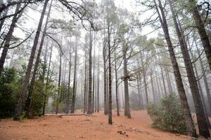 en skog med träd och dimma foto