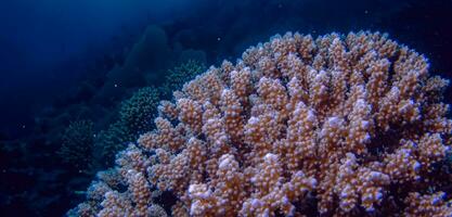 korall under vattnet hav under vattnet ekosystem turism dykning foto