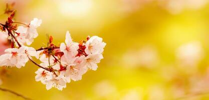 ljus bakgrund av körsbär blommar natur i japan foto