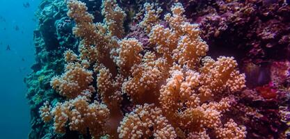 korall under vattnet hav under vattnet ekosystem turism dykning foto