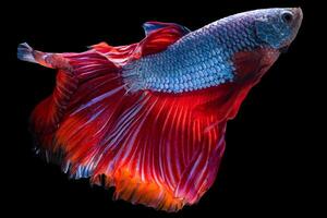 skön rörelse av blå röd betta fisk, siamese stridande fisk, betta splendens isolerat på svart bakgrund. studio skott. foto