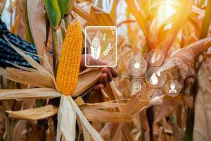 jordbrukare kontroll majs beskära kultiverad fält med smart jordbruk gränssnitt ikoner. smart och ny teknologi för lantbruk, gmo vetenskap i majs fält begrepp. foto