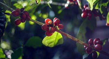 närbild av röd kaffe bönor mognad, färsk kaffe, röd bär gren, lantbruk på kaffe träd foto