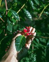 skörd kaffe bär förbi agriculturist händer, röd kaffe bönor mogning i hand jordbrukare, färsk kaffe, röd bär gren, lantbruk på kaffe träd foto