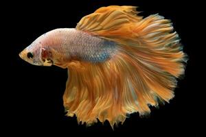 de orange tailed betta fisk glider genom de vatten dess lyxig svans efterföljande Bakom den symboliserar överflöd och prakt. foto