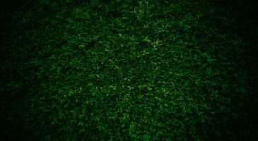 grön gräs textur, grön gräs sömlös textur, panorama- baner bakgrund, grön löv bakgrund foto