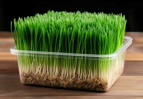 behållare med färsk vete gräs. generera ai foto