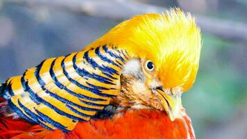 en färgglad fågel foto