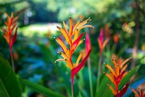 skön heliconia blomma på ljus och mörk tropisk blad natur bakgrund. foto