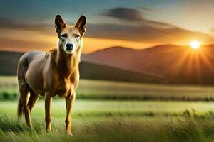 en hund är stående i en fält på solnedgång. ai-genererad foto