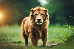 en lejon stående i de gräs med de Sol i de bakgrund. ai-genererad foto