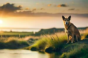 en hund Sammanträde på de gräs på solnedgång. ai-genererad foto