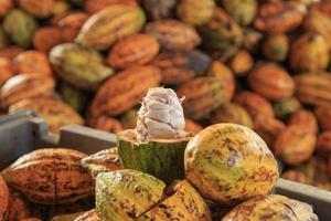 råa kakaopulver och kakaobönor foto