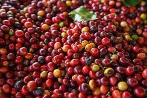 närbild av färska röda råa kaffebönor foto