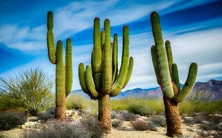 textural gobeläng av öken- kaktusar, utforska de invecklad och unik mönster av torr skönhet. ai genererad foto