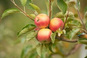 röd äpplen på äpple träd i fruktträdgård. mogen äpplen redo till skörda. foto