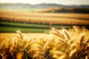 höstlig vete korn fält på solnedgång. kommersiell överklagande med riklig text Plats. ai generativ foto