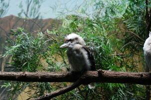 skrattande kookaburran fågel på en träd gren foto