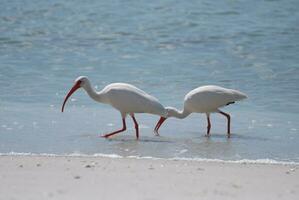 par av ibis fåglar i grund vattnen foto