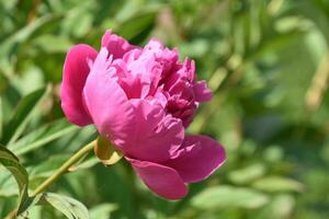 sida profil av en mörk rosa pion blomma foto