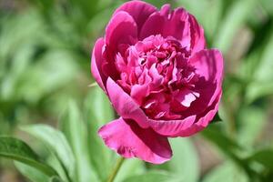 rosa pion med ruggig kronblad blomning och blommande foto