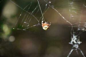 tråd kommande ut av de buk av ett orbweaver foto