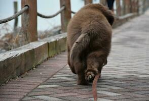 brun newfoundland valp hund på koppel gående bort foto