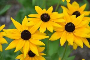 skön blommande svart ögon Susan blommar i en trädgård foto