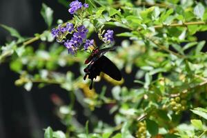 makaonfjäril fjäril på mycket liten lila blommor i en trädgård foto