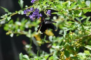 fjäril trädgård med en makaonfjäril fjäril på mycket liten blommor foto