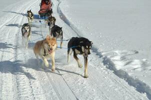 team av mushing kälke hundar i de vinter- foto