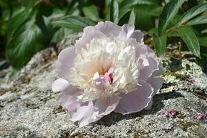 skön vit och ljus rosa pion blomma blomning foto