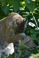 underbar fluffig vild bobcat tvättning hans ansikte foto