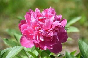 fantastisk mörk rosa pion blomma blomning och blommande foto